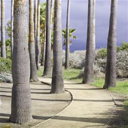 Campus pathway Campus pathway